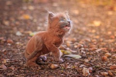 Немногое котенок на прогулке на пути Котенок идет любимчик Пушистый закоптелый кот с стрижкой Кот стрижки Groommer стоковая фотография Немногое котенок на прогулке на пути Котенок идет любимчик Пушистый закоптелый кот с стрижкой Кот стрижки Groommer стоковая фотография