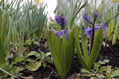 Немногое пурпурные flovers весной стоковое изображение Немногое пурпурные flovers весной стоковое изображение