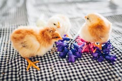 Цыпленок пасхи Немногое черный цыпленок идя среди цветков и пасхальных яя стоковое фото Цыпленок пасхи Немногое черный цыпленок идя среди цветков и пасхальных яя стоковое фото