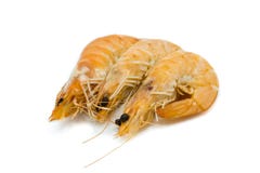 3 неподготовленного scampi изолированного на белой предпосылке стоковое изображение 3 неподготовленного scampi изолированного на белой предпосылке стоковое изображение