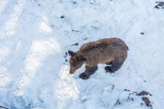 2 новичка медведя играя в снеге, высоких деревьях и новичках гомосексуалиста рушась стоковое фото 2 новичка медведя играя в снеге, высоких деревьях и новичках гомосексуалиста рушась стоковое фото