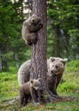 Новички бурого медведя взбираются дерево Она-медведь и Cubs в лесе лета стоковое фото rf Новички бурого медведя взбираются дерево Она-медведь и Cubs в лесе лета стоковое фото rf