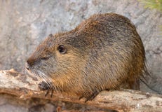 Нутрии Myocastor нутрии, также известные как крыса или nutria реки стоковые фото Нутрии Myocastor нутрии, также известные как крыса или nutria реки стоковые фото