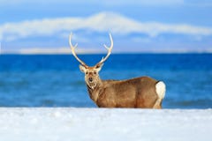 Олени sika Хоккаидо, yesoensis японии Cervus, в побережье с синим морем, горы зимы на заднем плане, животное с antl стоковое изображение Олени sika Хоккаидо, yesoensis японии Cervus, в побережье с синим морем, горы зимы на заднем плане, животное с antl стоковое изображение