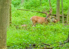 Олени Whitetail Buck в бархате стоковые изображения Олени Whitetail Buck в бархате стоковые изображения