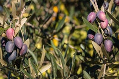Оливковое дерево с оливками kalamata Стоковое фото RF Оливковое дерево с оливками kalamata Стоковое фото RF