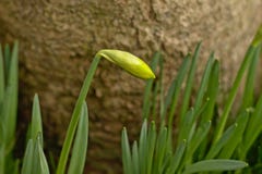 Одиночный бутон daffodil, селективный фокус с расплывчатым стволом дерева в Narcissus предпосылки Стоковое Изображение RF Одиночный бутон daffodil, селективный фокус с расплывчатым стволом дерева в Narcissus предпосылки Стоковое Изображение RF