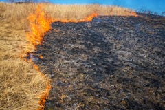 Одичалая трава на огне Стоковое фото RF Одичалая трава на огне Стоковое фото RF