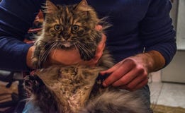Одомашниванный кот стоковая фотография rf Одомашниванный кот стоковая фотография rf