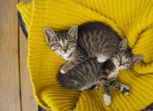 Оборачивают 2 striped котят в шарфе связанном желтым цветом Игра уплотнений стоковые изображения Оборачивают 2 striped котят в шарфе связанном желтым цветом Игра уплотнений стоковые изображения