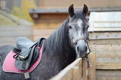 Оборудуют для ехать и связывают лошадь к деревянной загородке Конец-вверх, вы можете увидеть только голову и часть тела лошади с стоковое изображение rf Оборудуют для ехать и связывают лошадь к деревянной загородке Конец-вверх, вы можете увидеть только голову и часть тела лошади с стоковое изображение rf
