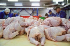 Обрабатывать птицы в пищевой промышленности стоковое фото Обрабатывать птицы в пищевой промышленности стоковое фото