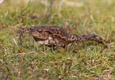 Общая жаба, взрослый весной Великобритания bufo bufo стоковая фотография Общая жаба, взрослый весной Великобритания bufo bufo стоковая фотография