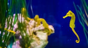 Общая желтая лошадь моря лимана в крупном плане макроса с портретом рыб морской флоры и фауны семьи морского конька на заднем пла стоковые фото Общая желтая лошадь моря лимана в крупном плане макроса с портретом рыб морской флоры и фауны семьи морского конька на заднем пла стоковые фото