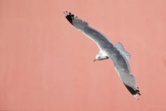 Общая чайка или мяукает летание canus Larus чайки перед конкретной розовой стеной в портах Бремена Германии стоковая фотография rf Общая чайка или мяукает летание canus Larus чайки перед конкретной розовой стеной в портах Бремена Германии стоковая фотография rf