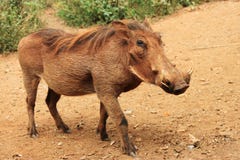общее warthog стоковые фотографии rf общее warthog стоковые фотографии rf