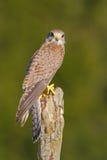 Общий Kestrel, tinnunculus Falco, маленькие хищные птицы сидя на стволе дерева, Словакии Летний день с kestrel Sce живой природы Стоковая Фотография Общий Kestrel, tinnunculus Falco, маленькие хищные птицы сидя на стволе дерева, Словакии Летний день с kestrel Sce живой природы Стоковая Фотография