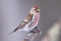 Общий redpoll садить на насест на ветви - принятой в зиму в трясине саксофона-Zim в северной Минесоте стоковые изображения rf Общий redpoll садить на насест на ветви - принятой в зиму в трясине саксофона-Zim в северной Минесоте стоковые изображения rf