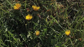 Общий одуванчик, officinale taraxacum, цвести, раскрывая в луге видеоматериал Общий одуванчик, officinale taraxacum, цвести, раскрывая в луге видеоматериал