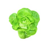 Овощ салата салата butterhead взгляда сверху свежий зеленый органический с падениями воды изолированный на белой предпосылке с пу стоковое фото rf Овощ салата салата butterhead взгляда сверху свежий зеленый органический с падениями воды изолированный на белой предпосылке с пу стоковое фото rf