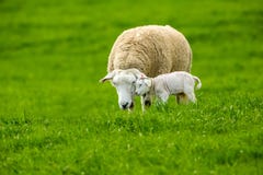 Овца Texel с newborn овечкой в сочном зеленом поле стоковые фотографии rf Овца Texel с newborn овечкой в сочном зеленом поле стоковые фотографии rf