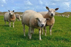 Овцы Texel, тяжело muscled порода отечественных овец от острова Texel в liv Нидерланд стоковые изображения rf Овцы Texel, тяжело muscled порода отечественных овец от острова Texel в liv Нидерланд стоковые изображения rf