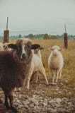 Овцы в ручке Горы и теплое лето, свежий воздух Желтая пшеница стоковое изображение Овцы в ручке Горы и теплое лето, свежий воздух Желтая пшеница стоковое изображение
