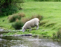 Овцы выпивая от шахмат реки на Latimer, Buckinghamshire стоковое фото Овцы выпивая от шахмат реки на Latimer, Buckinghamshire стоковое фото