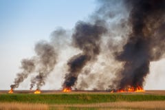 Огни разрушают высушенные вверх по полям старой тросточки Стоковое Изображение RF Огни разрушают высушенные вверх по полям старой тросточки Стоковое Изображение RF