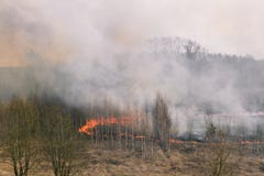Огонь в сериях леса дыма и огня Горя трава и деревья Сгорели деревья после огня и большое количество дыма стоковые фотографии rf Огонь в сериях леса дыма и огня Горя трава и деревья Сгорели деревья после огня и большое количество дыма стоковые фотографии rf