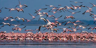 Огромное стадо фламинго принимая Кения вышесказанного Национальный парк Nakuru Национальный заповедник Bogoria озера стоковые изображения rf Огромное стадо фламинго принимая Кения вышесказанного Национальный парк Nakuru Национальный заповедник Bogoria озера стоковые изображения rf