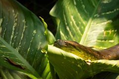 Огромный constrictor горжетки на листьях стоковые изображения rf Огромный constrictor горжетки на листьях стоковые изображения rf