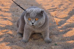 Огромный закоптелый кот с желтыми глазами и воротником стоковые фотографии rf Огромный закоптелый кот с желтыми глазами и воротником стоковые фотографии rf