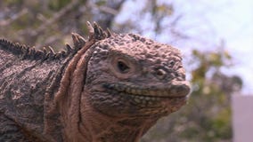 Огромный крупный план игуаны на скалистом побережье островов Галапагос Огромный крупный план игуаны на скалистом побережье островов Галапагос