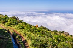 Одиночная корова пасет вдоль levada над облаками, Мадейры стоковое изображение rf Одиночная корова пасет вдоль levada над облаками, Мадейры стоковое изображение rf