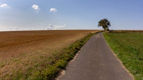 Одиночное дерево около общественного пути через сельскохозяйственные угодья в Люксембурге стоковое фото rf Одиночное дерево около общественного пути через сельскохозяйственные угодья в Люксембурге стоковое фото rf