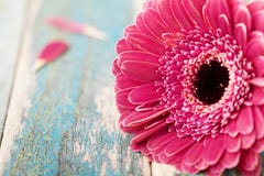 Одиночный крупный план цветка маргаритки gerbera на винтажной деревянной предпосылке Поздравительная открытка на день матери или стоковые изображения Одиночный крупный план цветка маргаритки gerbera на винтажной деревянной предпосылке Поздравительная открытка на день матери или стоковые изображения