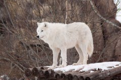 Одичалый ледовитый волк стоит на деревянных журналах Животные в живой природе Приполюсный волк или белый волк стоковое фото Одичалый ледовитый волк стоит на деревянных журналах Животные в живой природе Приполюсный волк или белый волк стоковое фото