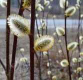 Одуванчик, природа, цветок, завод, зеленый цвет, лето, весна, цветки, трава, thistle, флора, семя, поле, макрос, семена, пушистые стоковое фото Одуванчик, природа, цветок, завод, зеленый цвет, лето, весна, цветки, трава, thistle, флора, семя, поле, макрос, семена, пушистые стоковое фото