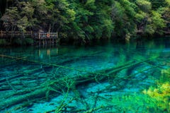 Озеро и деревья в Jiuzhaigou Valley, Сычуань, Китае стоковые фотографии rf Озеро и деревья в Jiuzhaigou Valley, Сычуань, Китае стоковые фотографии rf