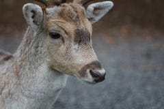Олени разветвили ½ ÑŒ аРОл ÐΜÐ ÑŒ ½ л рожков стоковое фото rf Олени разветвили ½ ÑŒ аРОл ÐΜÐ ÑŒ ½ л рожков стоковое фото rf