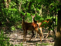 2 оленя брата на glade в древесинах стоковое фото rf 2 оленя брата на glade в древесинах стоковое фото rf