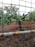 Оливковые дерева для превосходной продукции calabrese дополнительного девственного оливкового масла стоковое изображение Оливковые дерева для превосходной продукции calabrese дополнительного девственного оливкового масла стоковое изображение