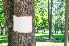Опорожните белую плиту на дереве в зеленой предпосылке парка Квадратное signb стоковые фотографии rf Опорожните белую плиту на дереве в зеленой предпосылке парка Квадратное signb стоковые фотографии rf