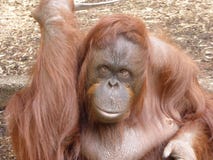 Орангутан Bornean смотря вне на мире стоковые изображения Орангутан Bornean смотря вне на мире стоковые изображения