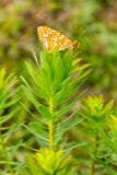Оранжевая бабочка сидя на желтом St. John's wort завода стоковая фотография rf Оранжевая бабочка сидя на желтом St. John's wort завода стоковая фотография rf