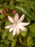 Оранжевое jessamine, апельсин жасмина, китайская коробка, насмешливый ge, насмешливая известка, satinwood или жасмин Lakeview, At стоковая фотография rf Оранжевое jessamine, апельсин жасмина, китайская коробка, насмешливый ge, насмешливая известка, satinwood или жасмин Lakeview, At стоковая фотография rf
