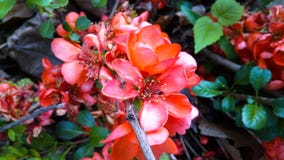 Оранжевые дикие розовые бутоны dogrose на ветви в лесе стоковое фото Оранжевые дикие розовые бутоны dogrose на ветви в лесе стоковое фото