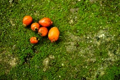 Оранжевые плоды на зеленой предпосылке с мхом стоковое фото Оранжевые плоды на зеленой предпосылке с мхом стоковое фото