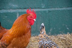Оранжевый и красный петушок смотря камеру над кабелем запятнанного цыпленка стоковое фото Оранжевый и красный петушок смотря камеру над кабелем запятнанного цыпленка стоковое фото